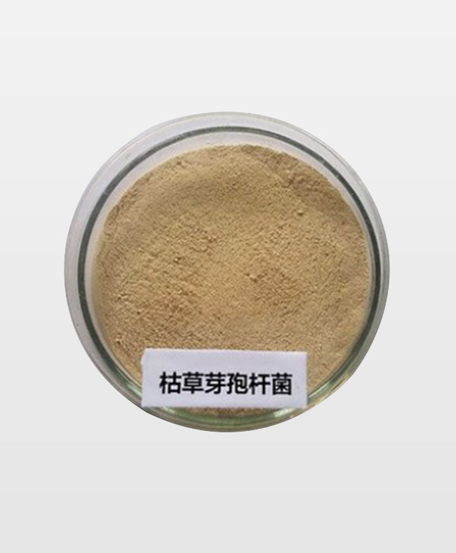 枯草芽孢杆菌
